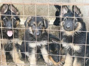 1-3 months Male Purebred German Shepherd - main view
