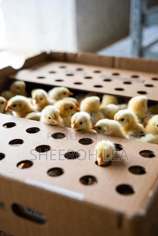 250 Day Old Chicks - main view