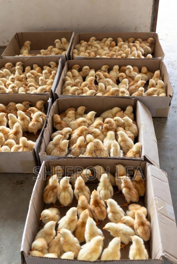 250 Day Old Chicks - thumbnail 5