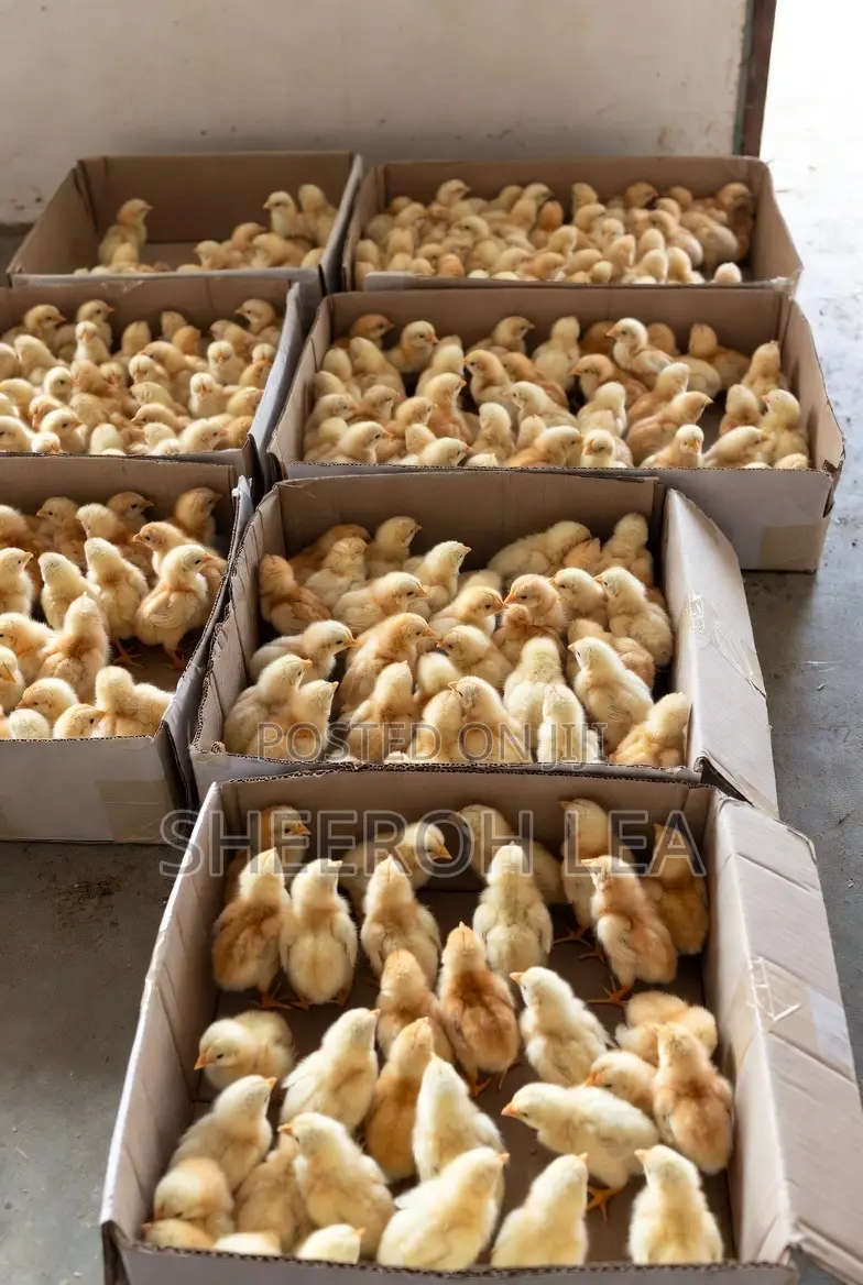 250 Day Old Chicks