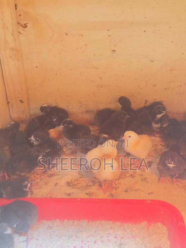 250 Day Old Chicks - thumbnail 4