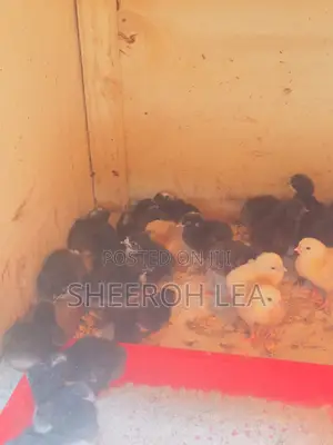 250 Day Old Chicks