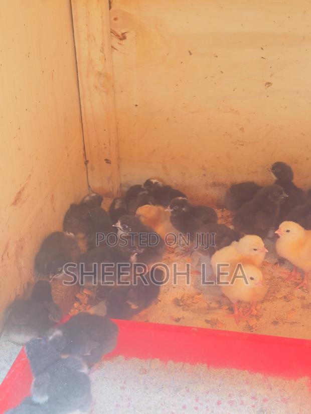 250 Day Old Chicks - thumbnail 3