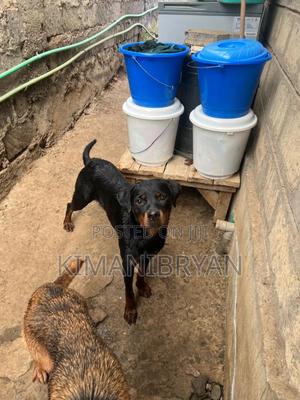 1+ year Female Purebred Rottweiler - thumbnail 2