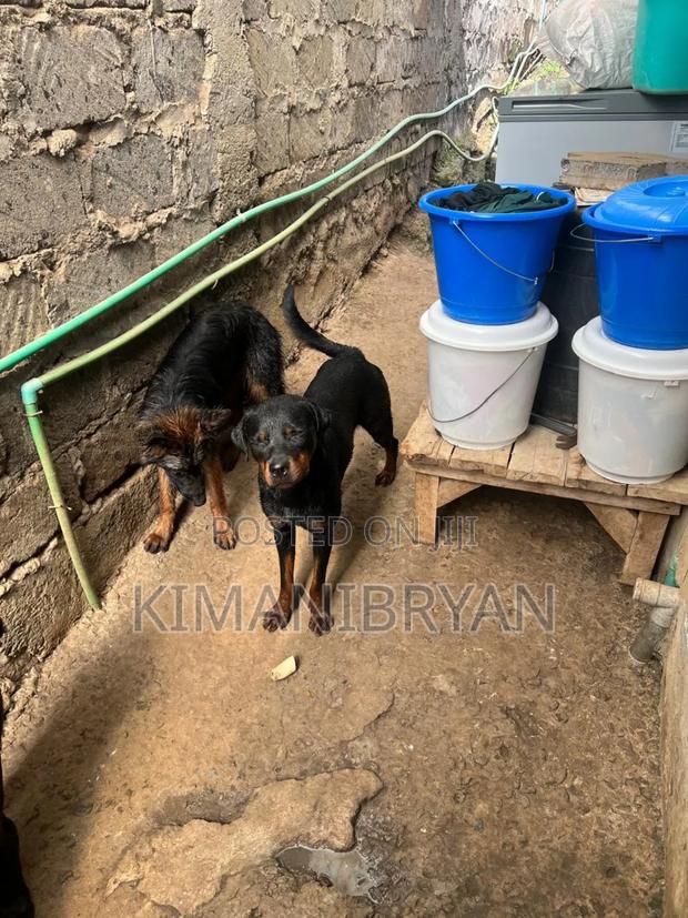 1+ year Female Purebred Rottweiler - thumbnail 3