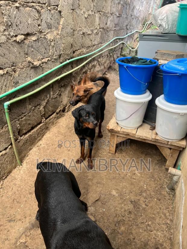 1+ year Female Purebred Rottweiler - thumbnail 4