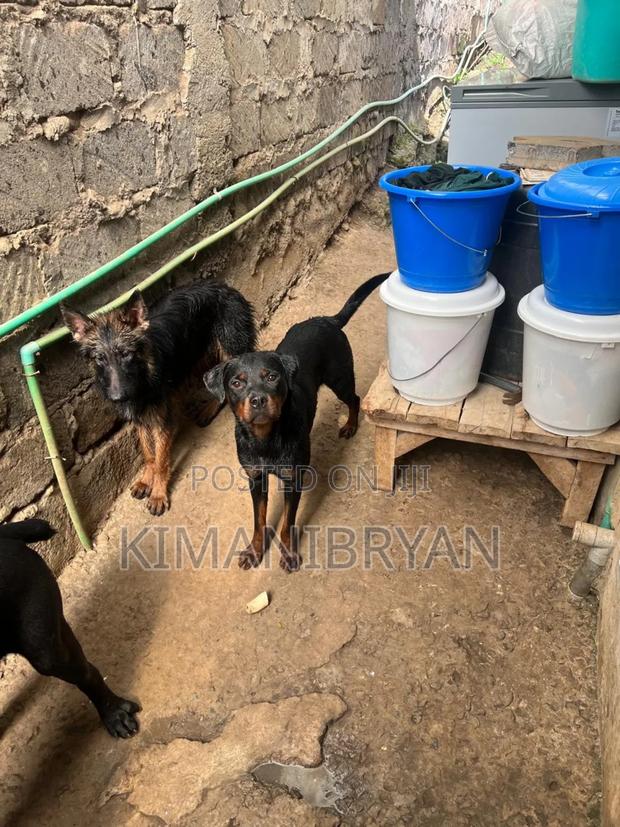 1+ year Female Purebred Rottweiler - thumbnail 5