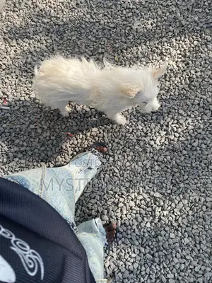 3-6 months Female Purebred Havanese