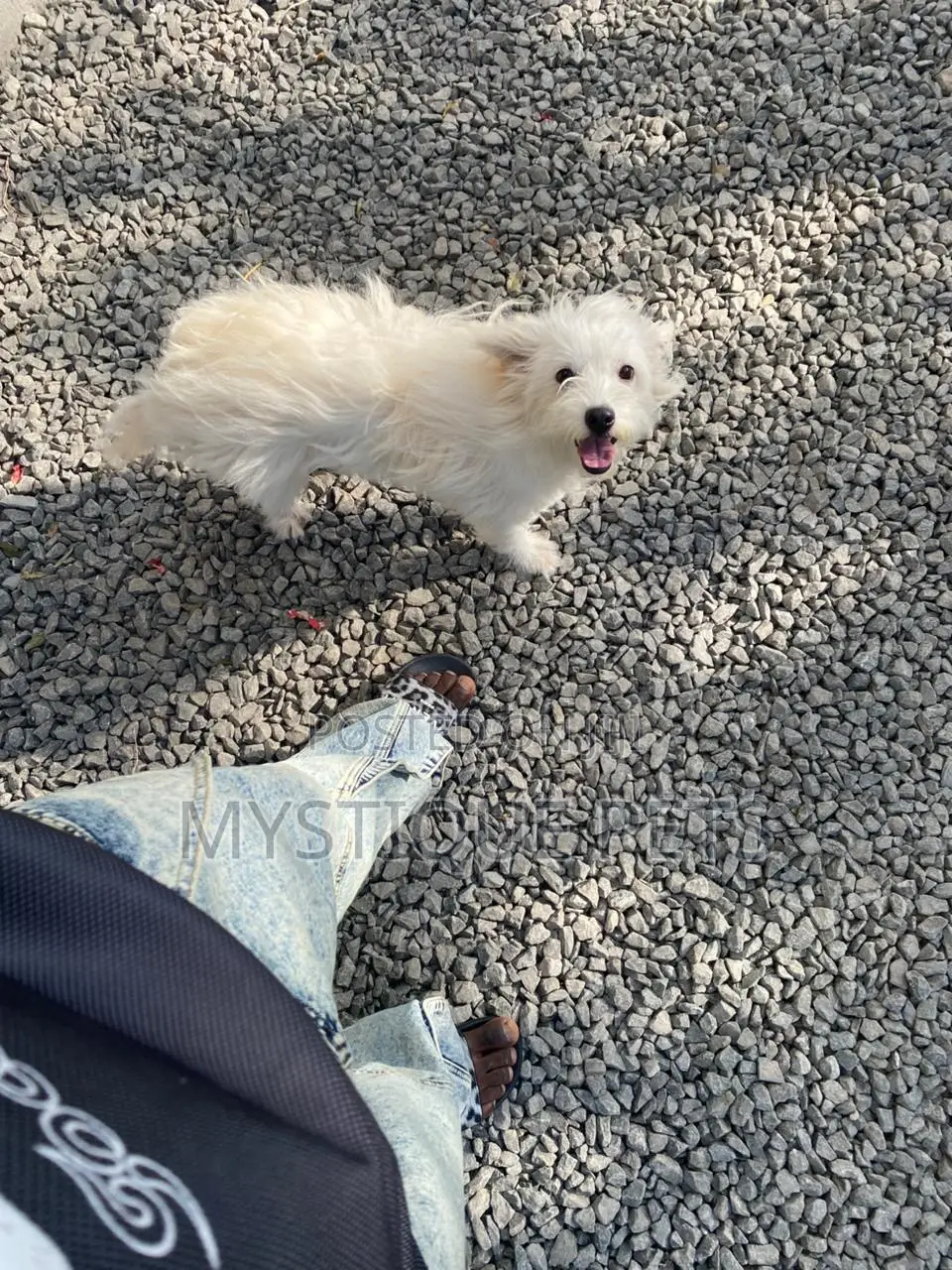3-6 months Female Purebred Havanese