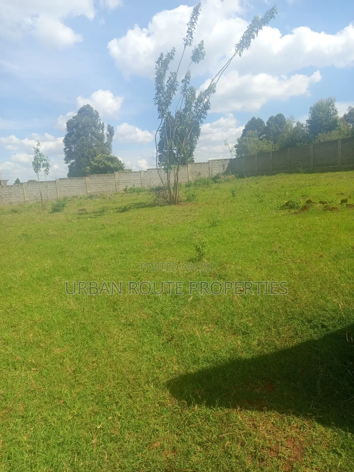 100*100 Plot Gikambura
