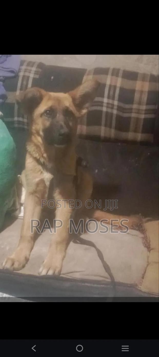 1-3 months Male Mixed Breed German Shepherd