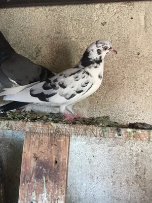 Lovely Pigeons