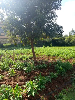 100*100 Plot Gikambura