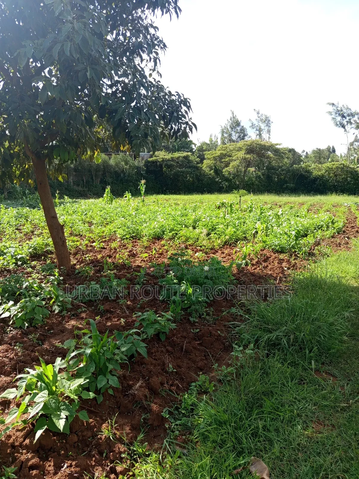 Prime 100*100 Plot for Sale in Kikuyu Gikambura