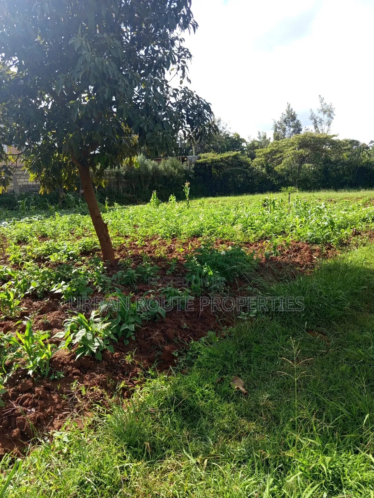 Prime 100*100 Plot for Sale in Kikuyu Gikambura