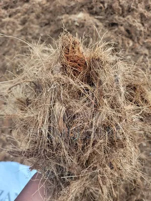 Coco Fibre