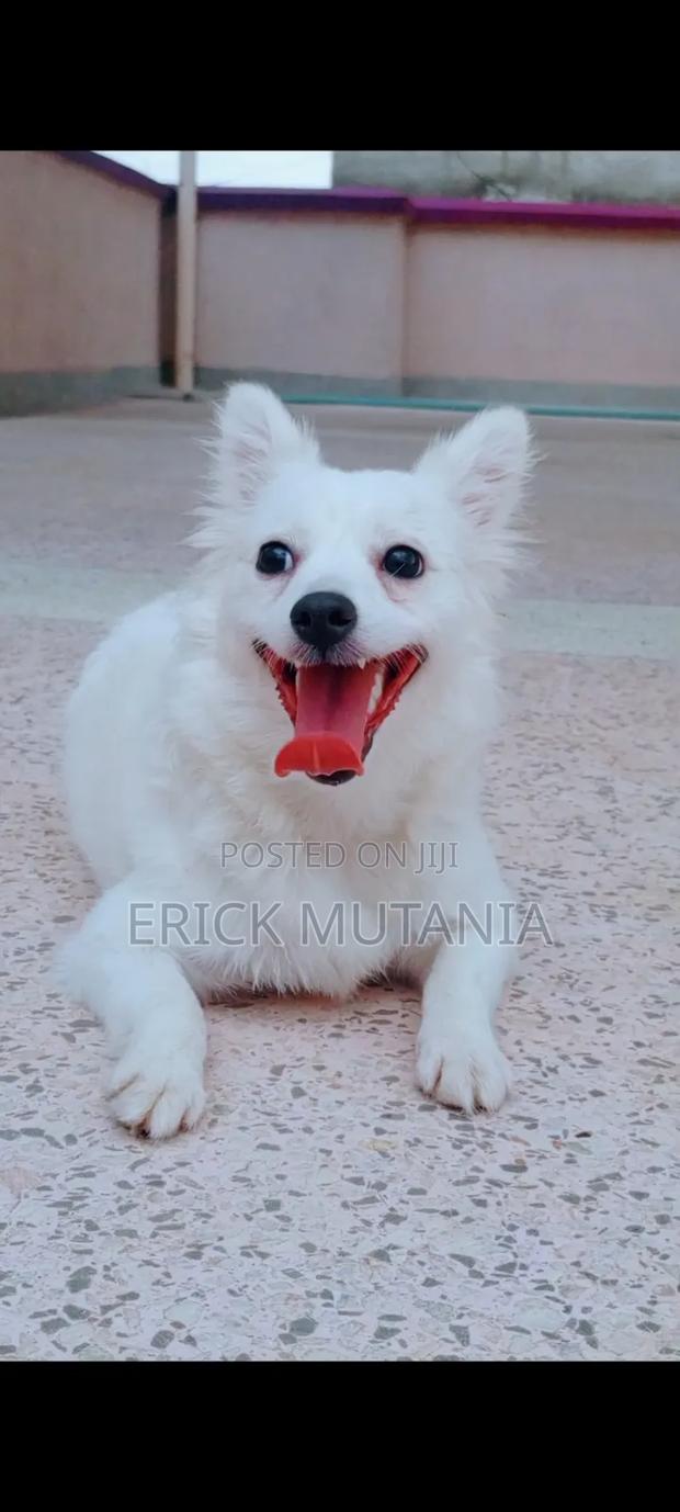 1+ year Female Purebred Japanese Spitz - main view
