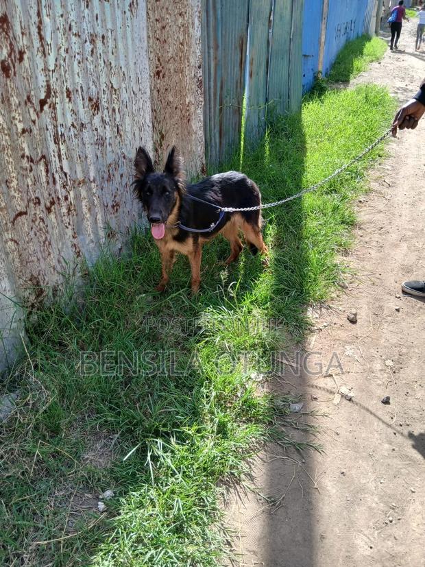 1+ year Female Purebred German Shepherd - thumbnail 2