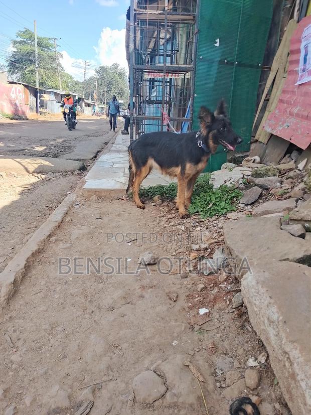 1+ year Female Purebred German Shepherd - thumbnail 3