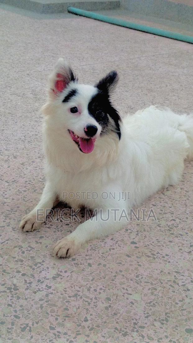 1+ year Female Purebred Japanese Spitz