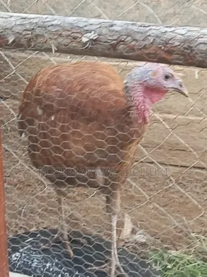 Redbourbon/Brown Female Turkey Ready to Rehome