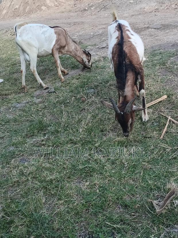 Mature Male Goat - main view