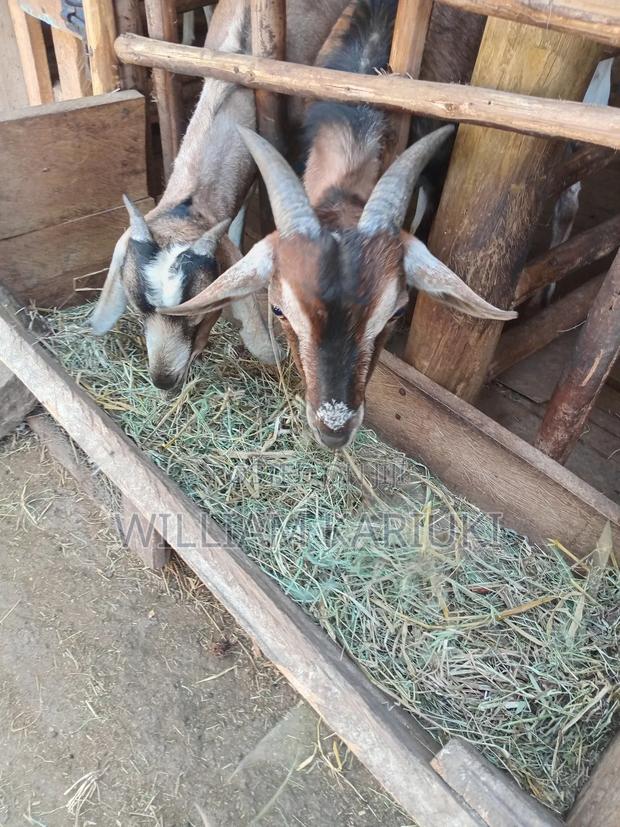 Mature Male Goat - thumbnail 4