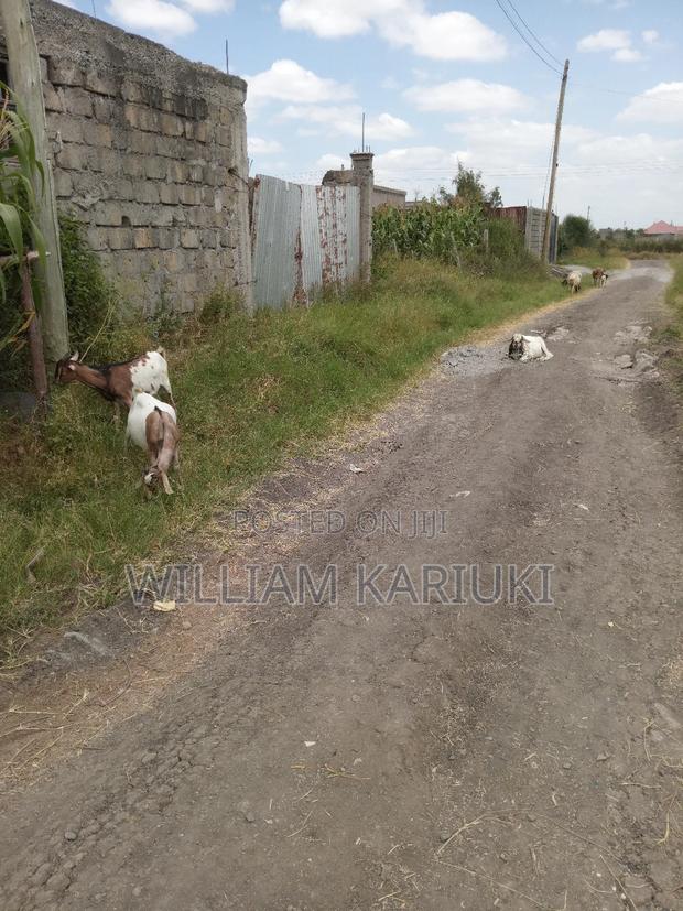 Mature Male Goat - thumbnail 5