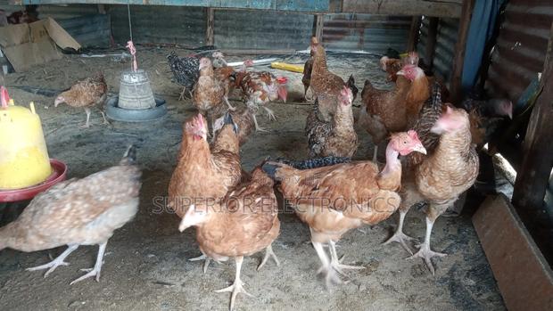 Improved Kienyeji Chicken on Sale - main view