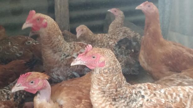 Improved Kienyeji Chicken on Sale - thumbnail 2