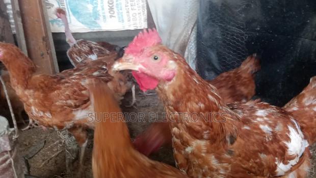 Improved Kienyeji Chicken on Sale - thumbnail 3