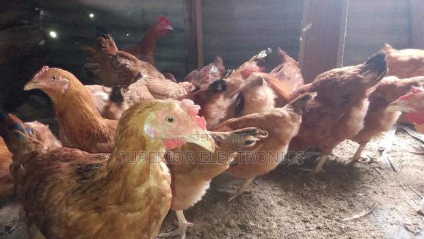 Improved Kienyeji Chicken on Sale - thumbnail 4
