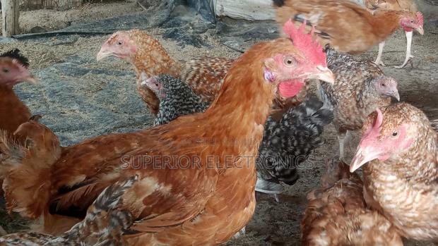 Improved Kienyeji Chicken on Sale - thumbnail 5