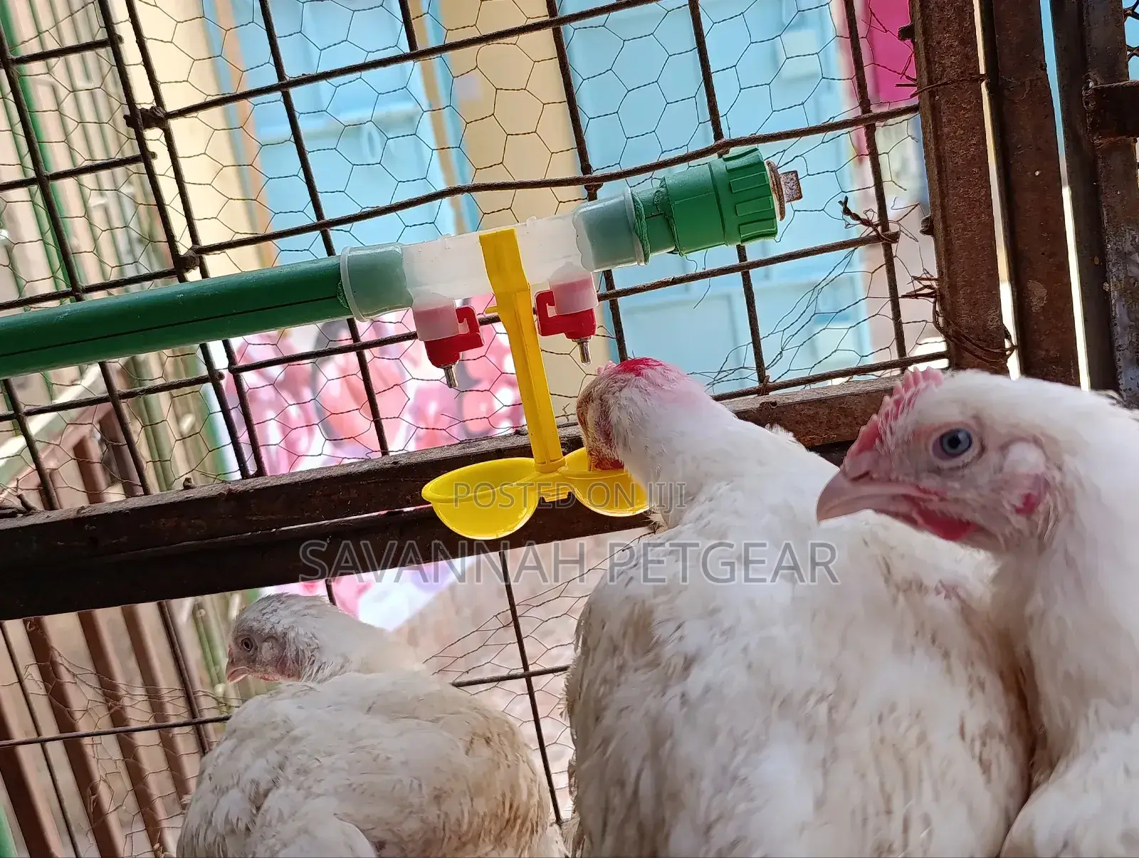 Double Outlet Drinking Hanging Chickens Cups Nipple Drinker
