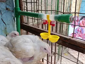 Double Outlet Drinking Hanging Chickens Cups Nipple Drinker