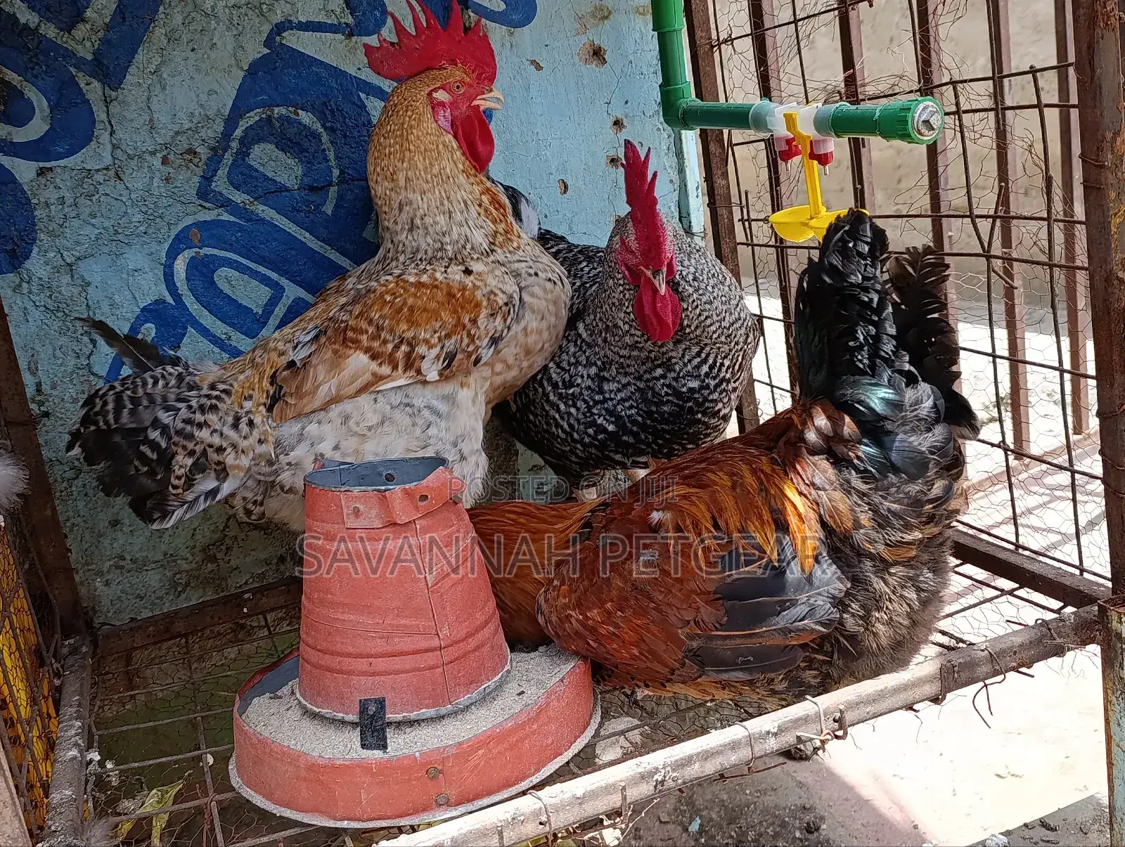 Mature Kienyeji Chickens Cocks (Jogoos) for Meat and Breeding
