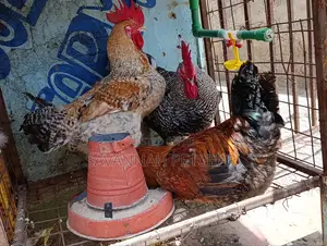 Mature Kienyeji Chickens Cocks (Jogoos) for Meat and Breeding