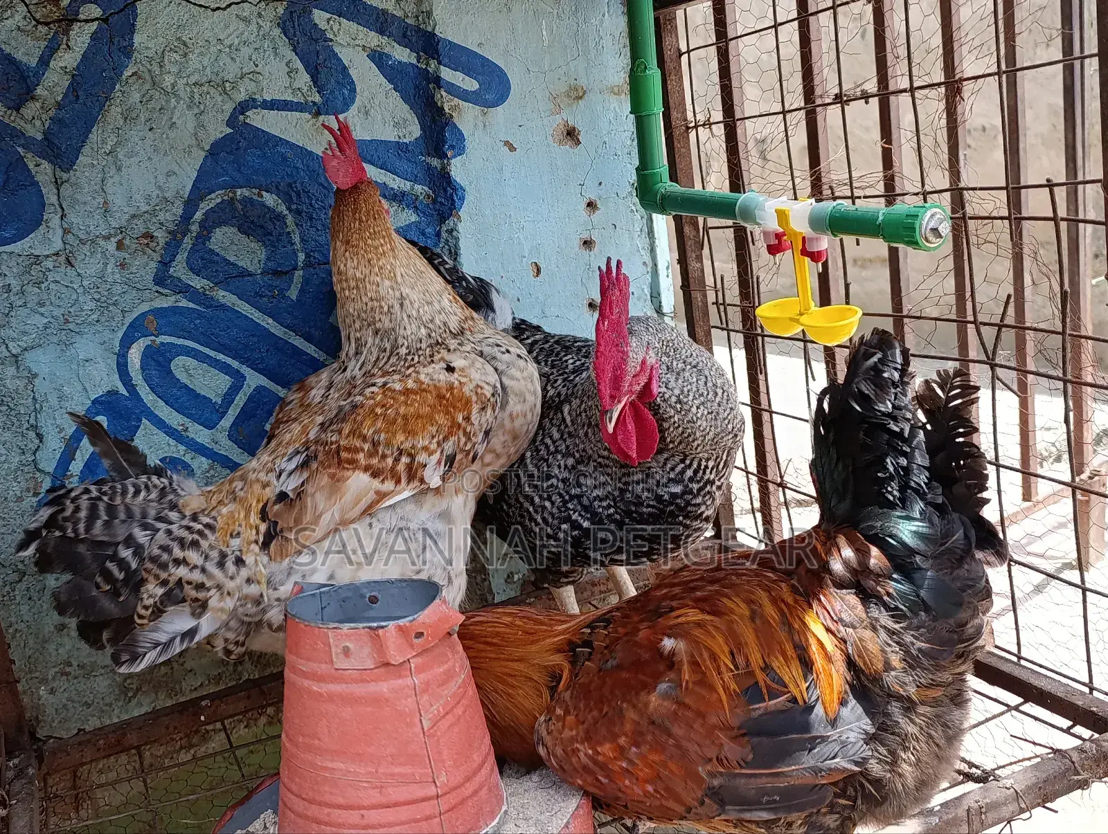 Mature Kienyeji Chickens Cocks (Jogoos) for Meat and Breeding
