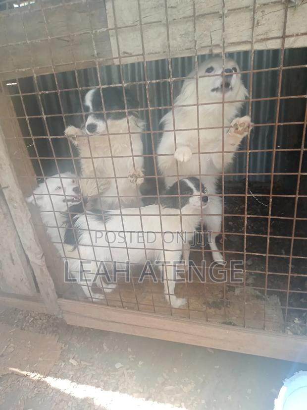 1+ year Male Purebred Japanese Spitz