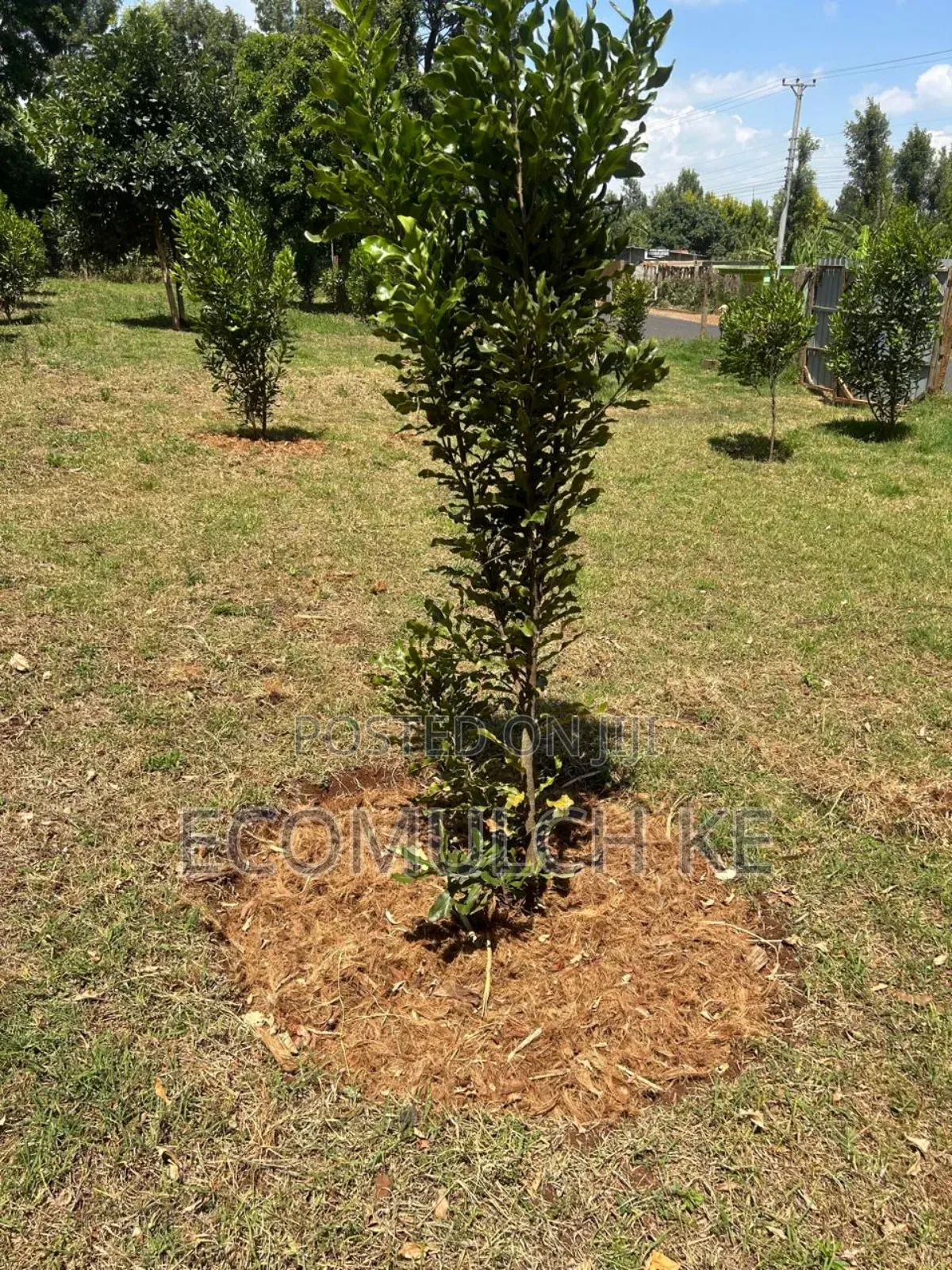 Coco Chunks Mulch