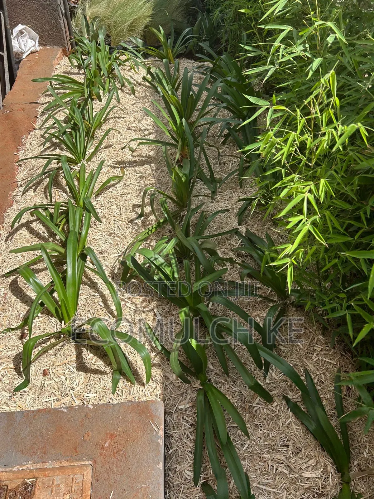 Miwa Mulch