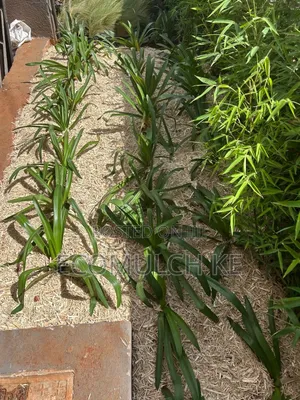 Miwa Mulch