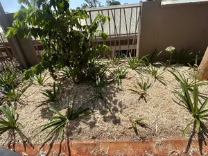 Miwa Mulch