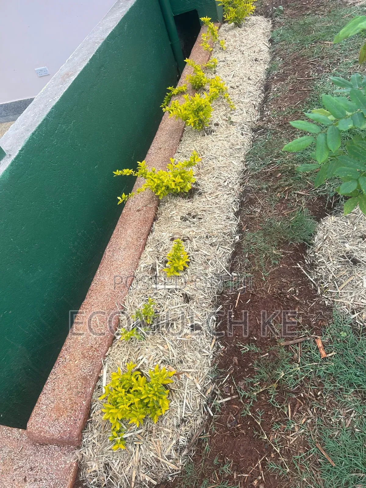 Miwa Mulch