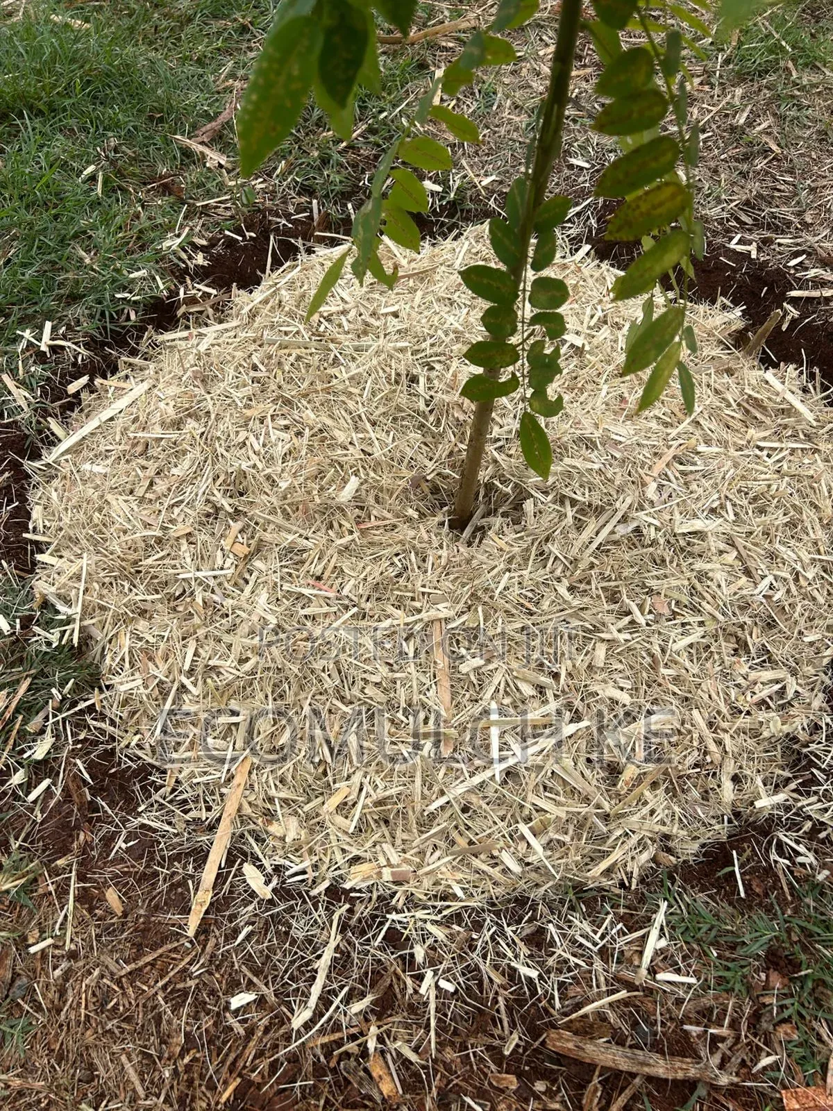 Miwa Mulch