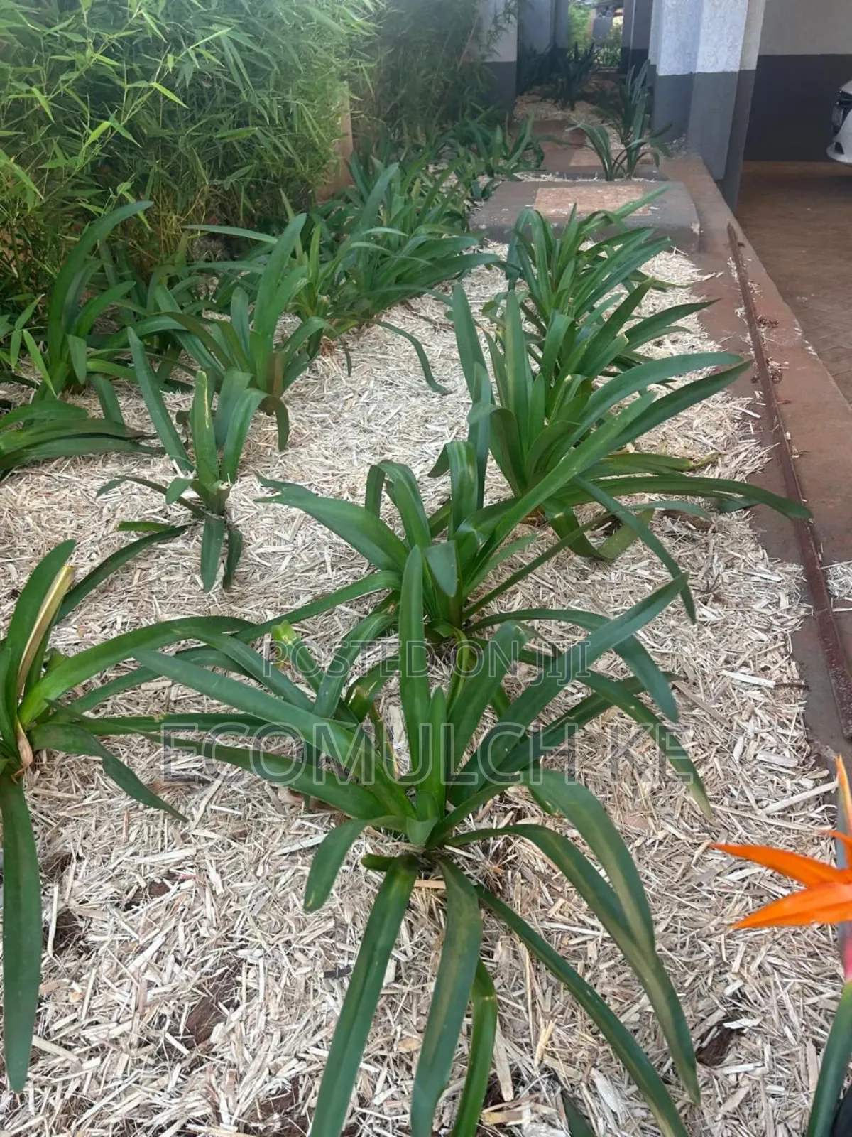 Miwa Mulch