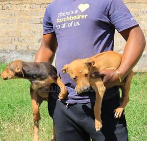 1-3 months Female Mixed Breed Rhodesian Ridgeback - thumbnail 3