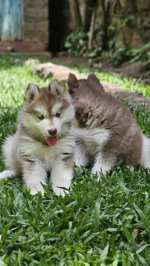 1-3 months Male Purebred Siberian Husky