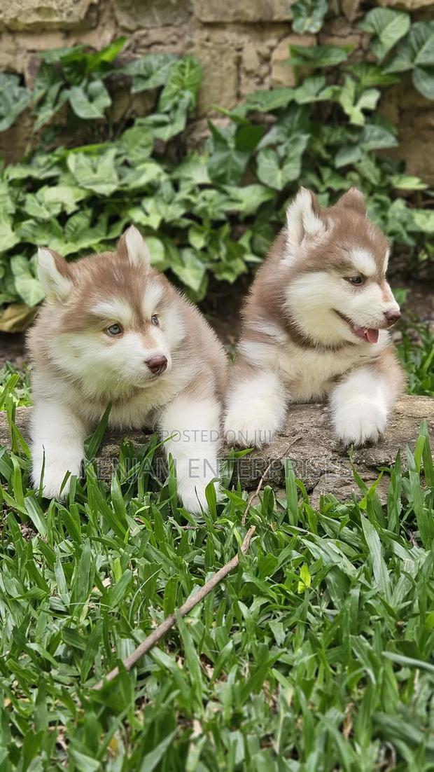 1-3 months Female Purebred Siberian Husky