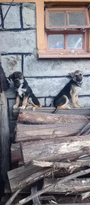 3-6 months Female Mixed Breed German Shepherd - thumbnail 2